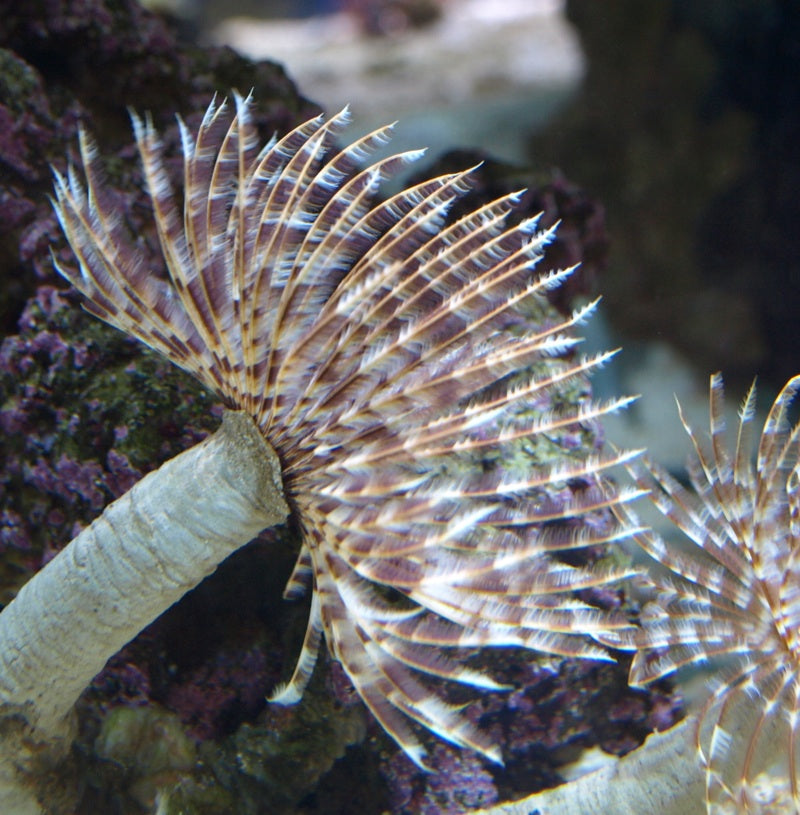 Feather Duster Worm (Sabellastarte sp.)