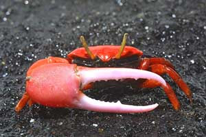 Fiddler Crab (Uca spp.)