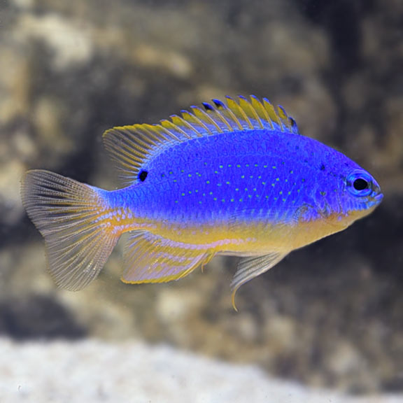 Fiji Blue Devil Damsel (Chrysiptera taupou)