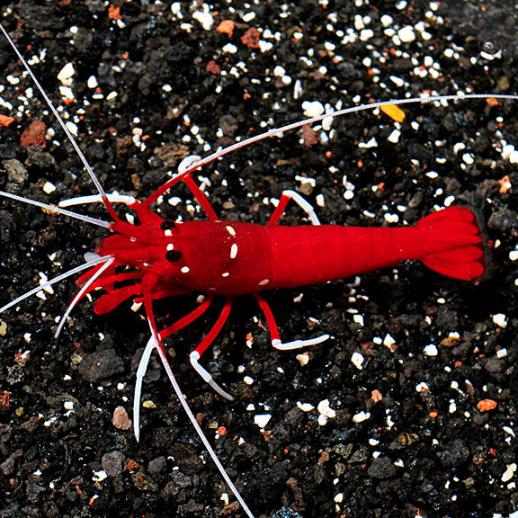 Fire Shrimp (Lysmata debelius)