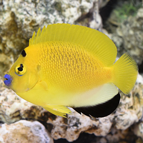 Flagfin Angel (Apolemichthys trimaculatus)