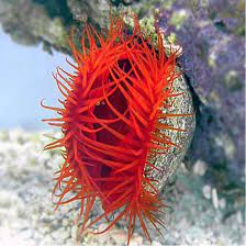 Flame Scallop (Lima scabra)