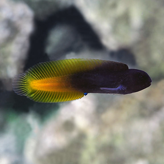 Flametail Blenny (Ecsenius flavipes)