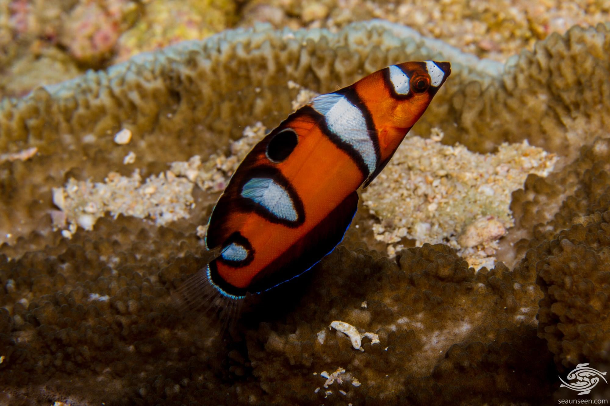 Formosa Wrasse Juvenile (Coris formosa)