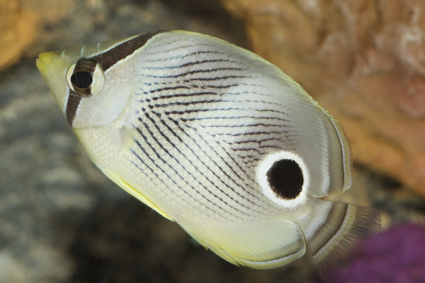 Foureye Butterfly (Chaetodon capistratus)