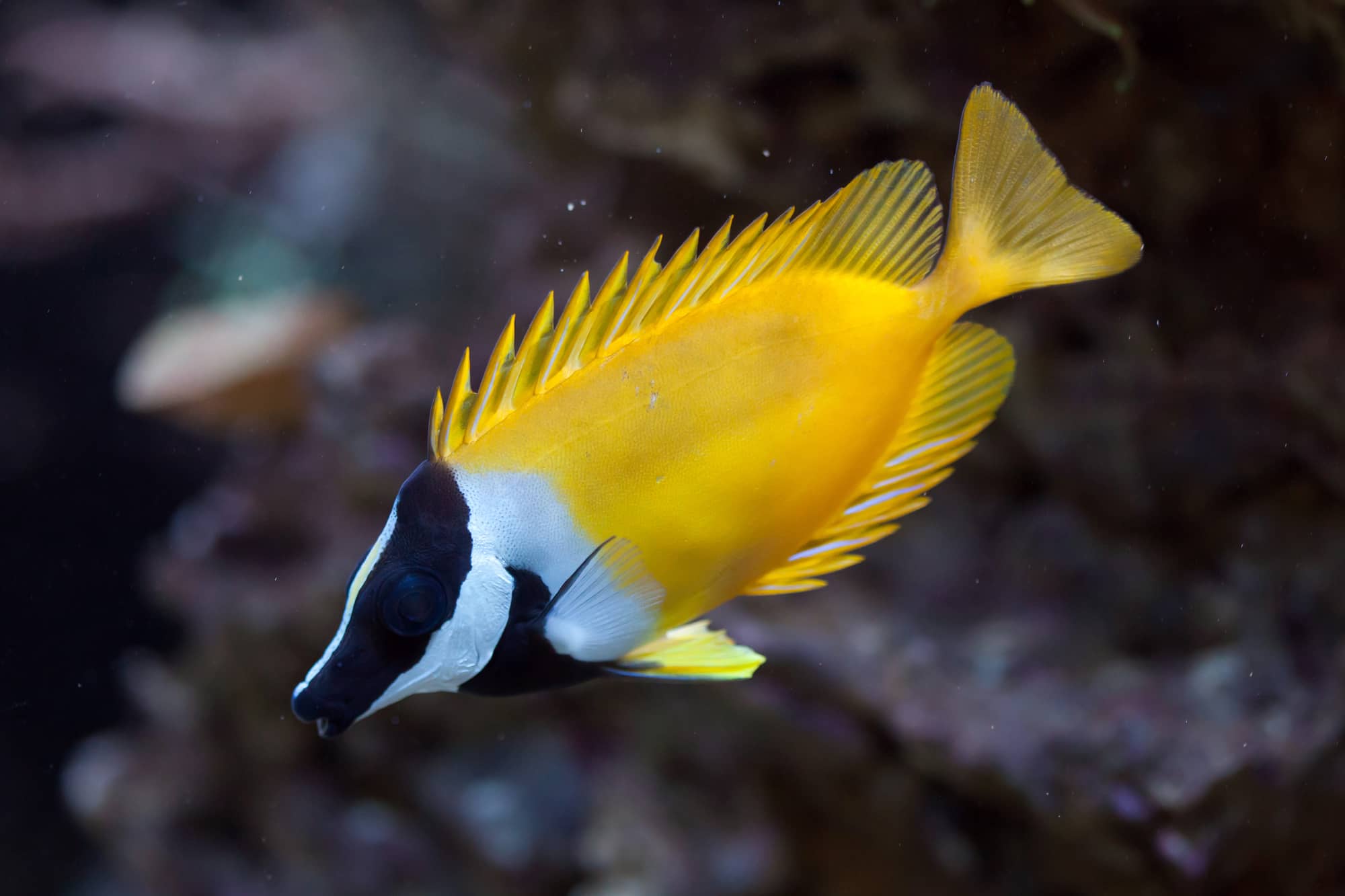 Yellow Foxface (Siganus vulpinus)