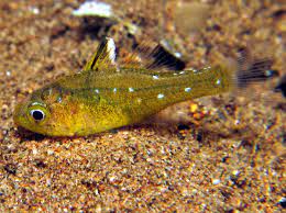 Frostfin Cardinalfish (Ostorhinchus hoevenii)