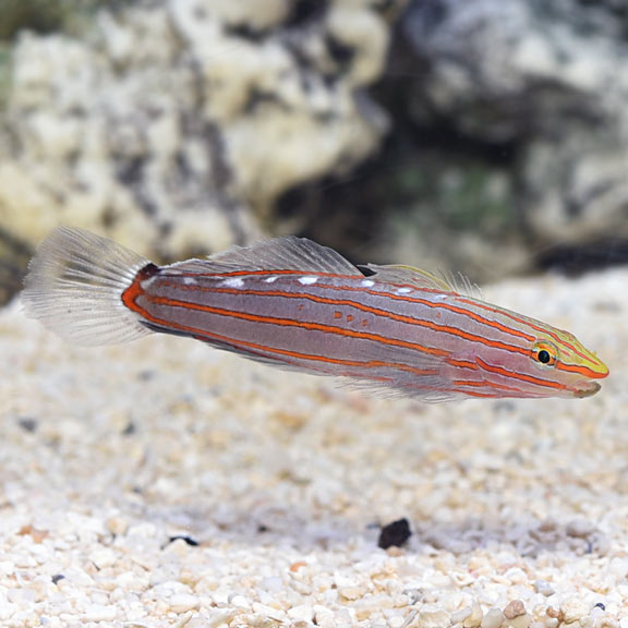 Rainford Court Jester Goby (Koumansetta rainfordi)