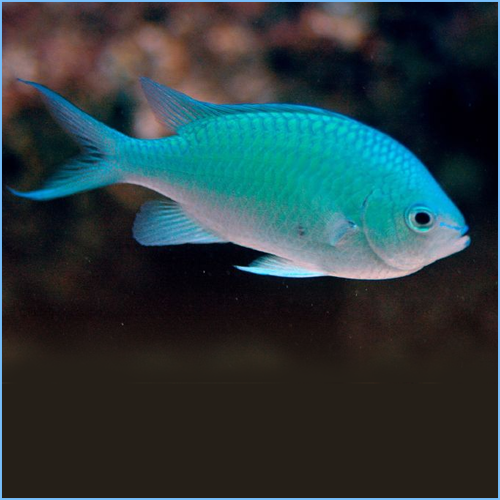 Green Chromis (Chromis viridis)