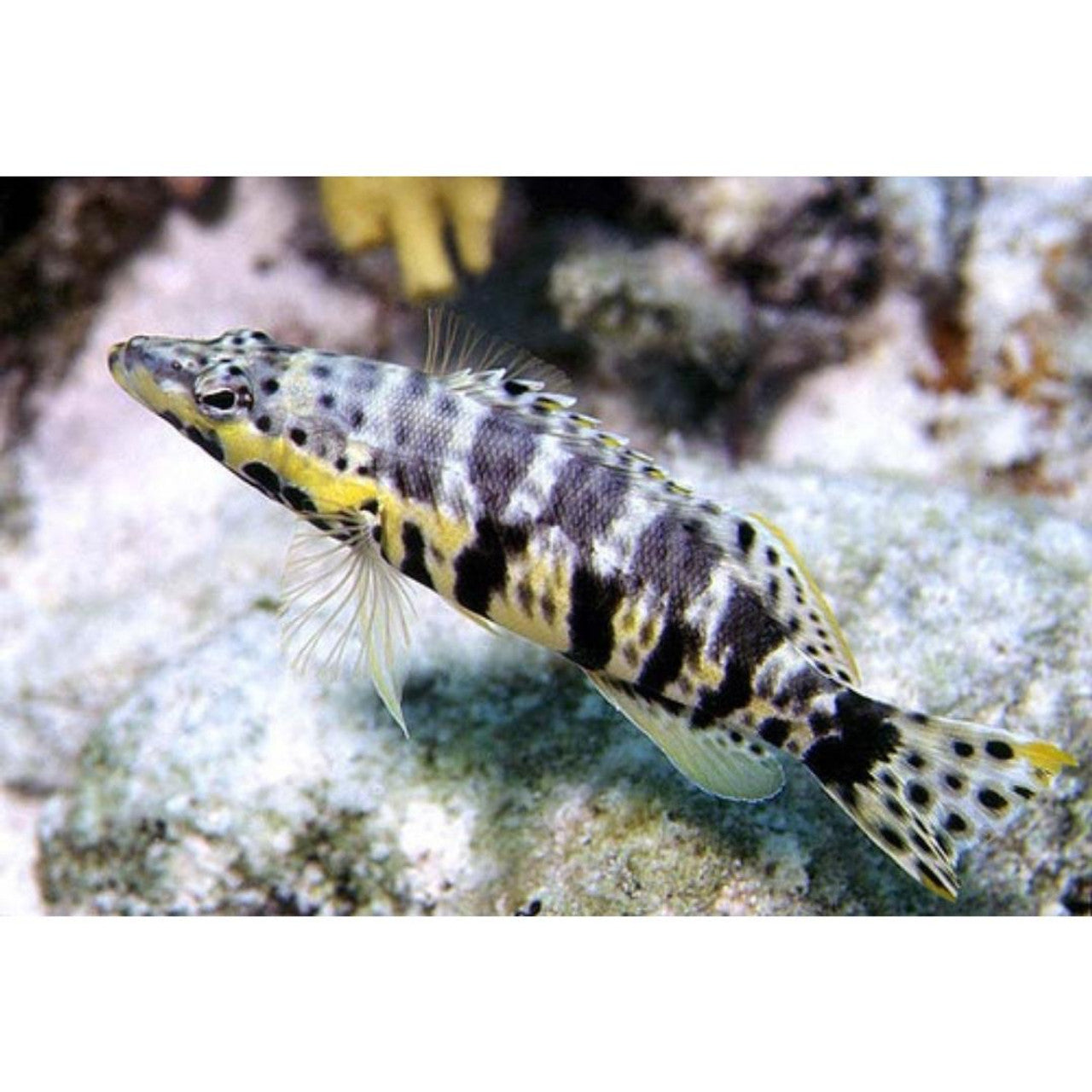 Harlequin Basslet (Serranus tigrinus)