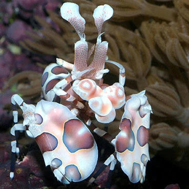 Harlequin Shrimp (Hymenocera elegans)