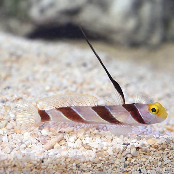 Hi-Fin Red Banded Goby (Stonogobiops nematodes)