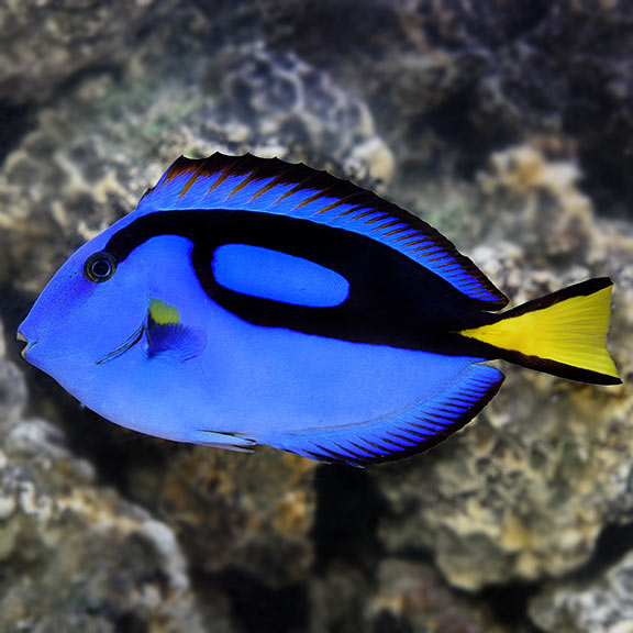 Hippo Tang (Paracanthurus hepatus)