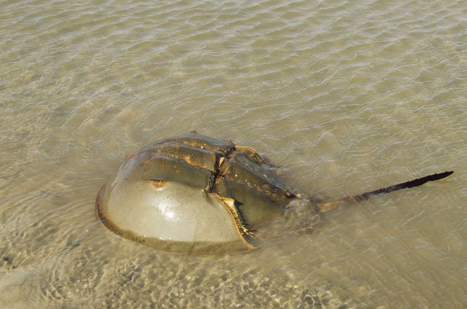 Horseshoe Crab (Limulus polyphemus)