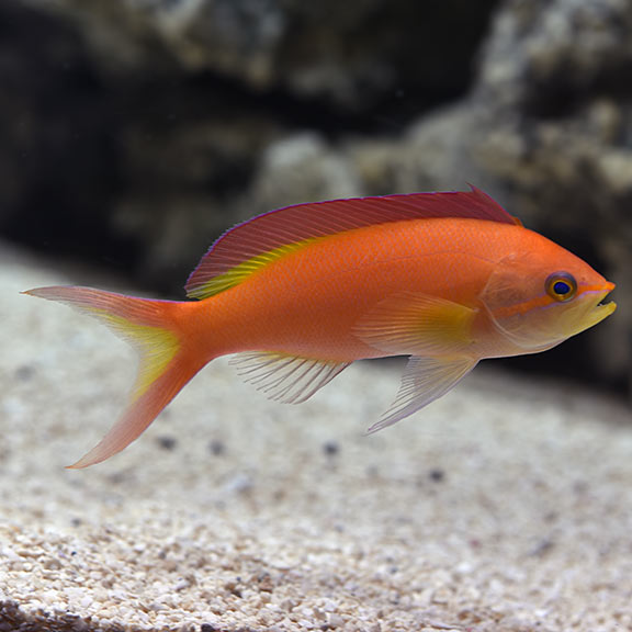 Ignitus Anthia Female (Pseudanthias ignitus)