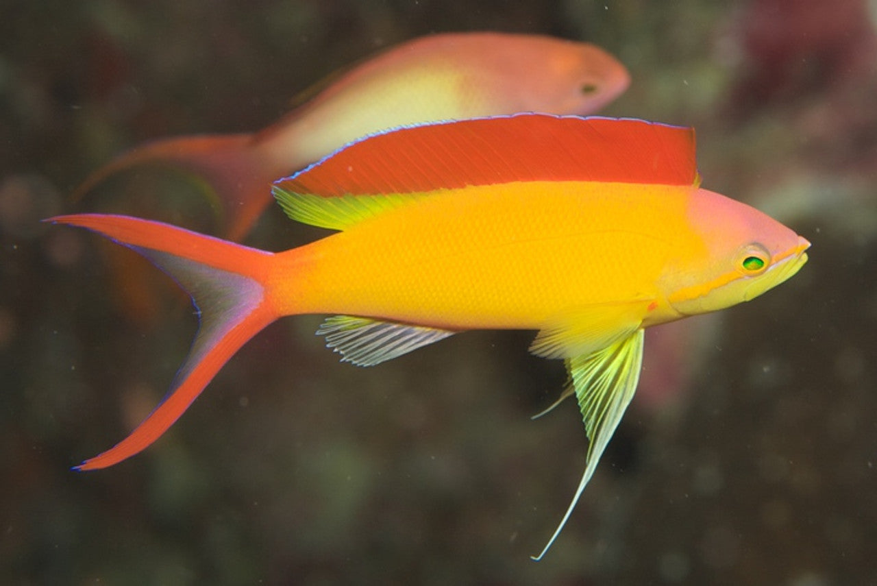 Ignitus Anthia Male (Pseudanthias ignitus)
