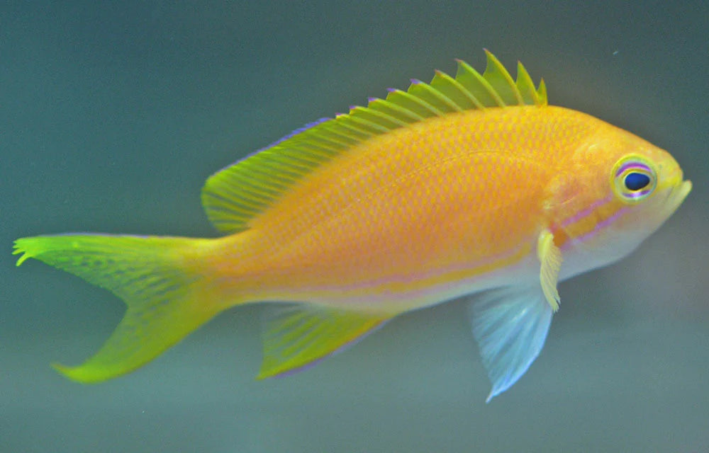 Squareback Anthias Female (Pseudanthias pleurotaenia)