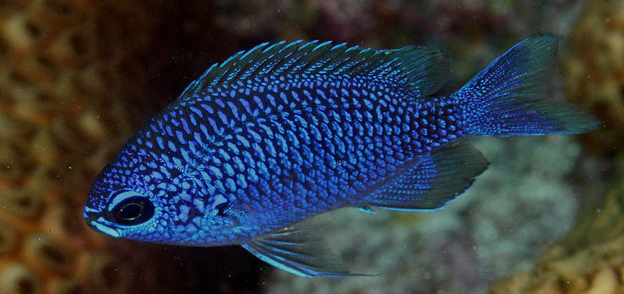 Indigo Chromis (Chromis anadema)