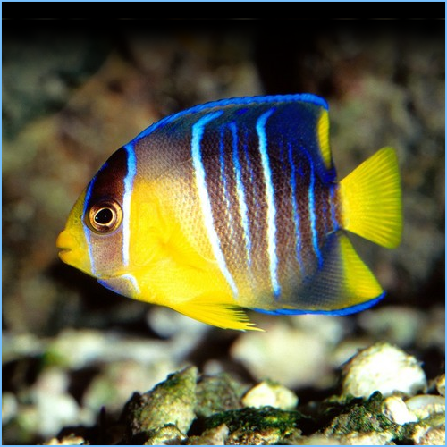 Blue Angel Juvenile (Holacanthus bermudensis)