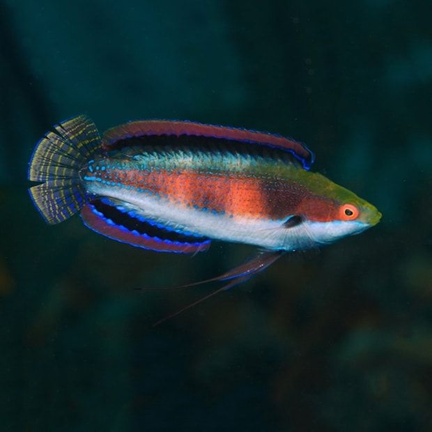 Katherine's Fairy Wrasse Male (Cirrhilabrus katherinae)