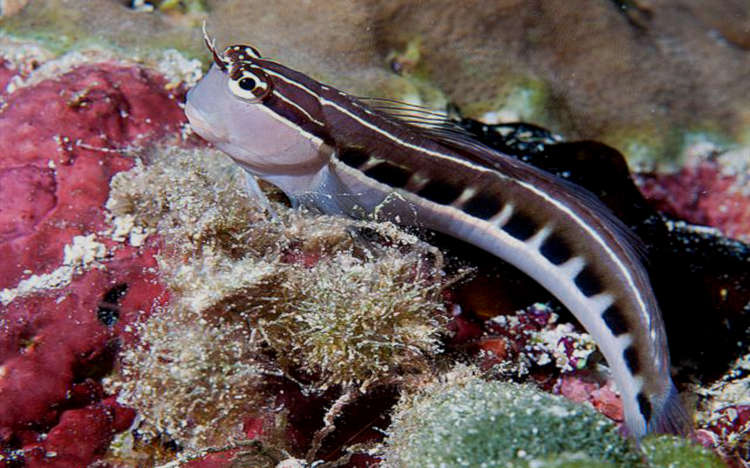 Klausewitz's Blenny (Ecsenius lineatus)