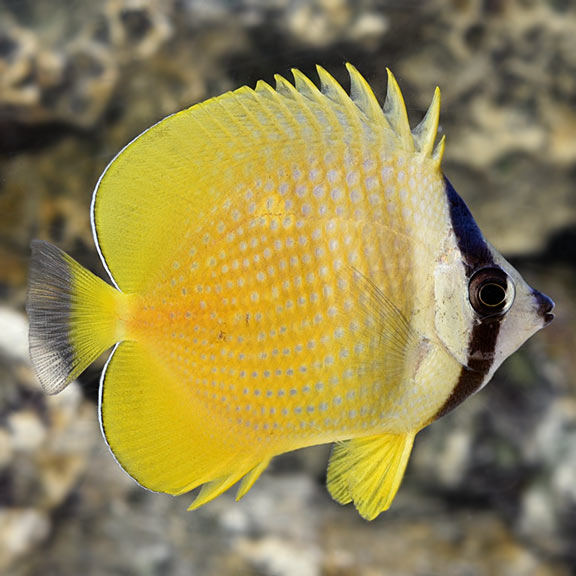 Klein's Butterfly (Chaetodon kleini)