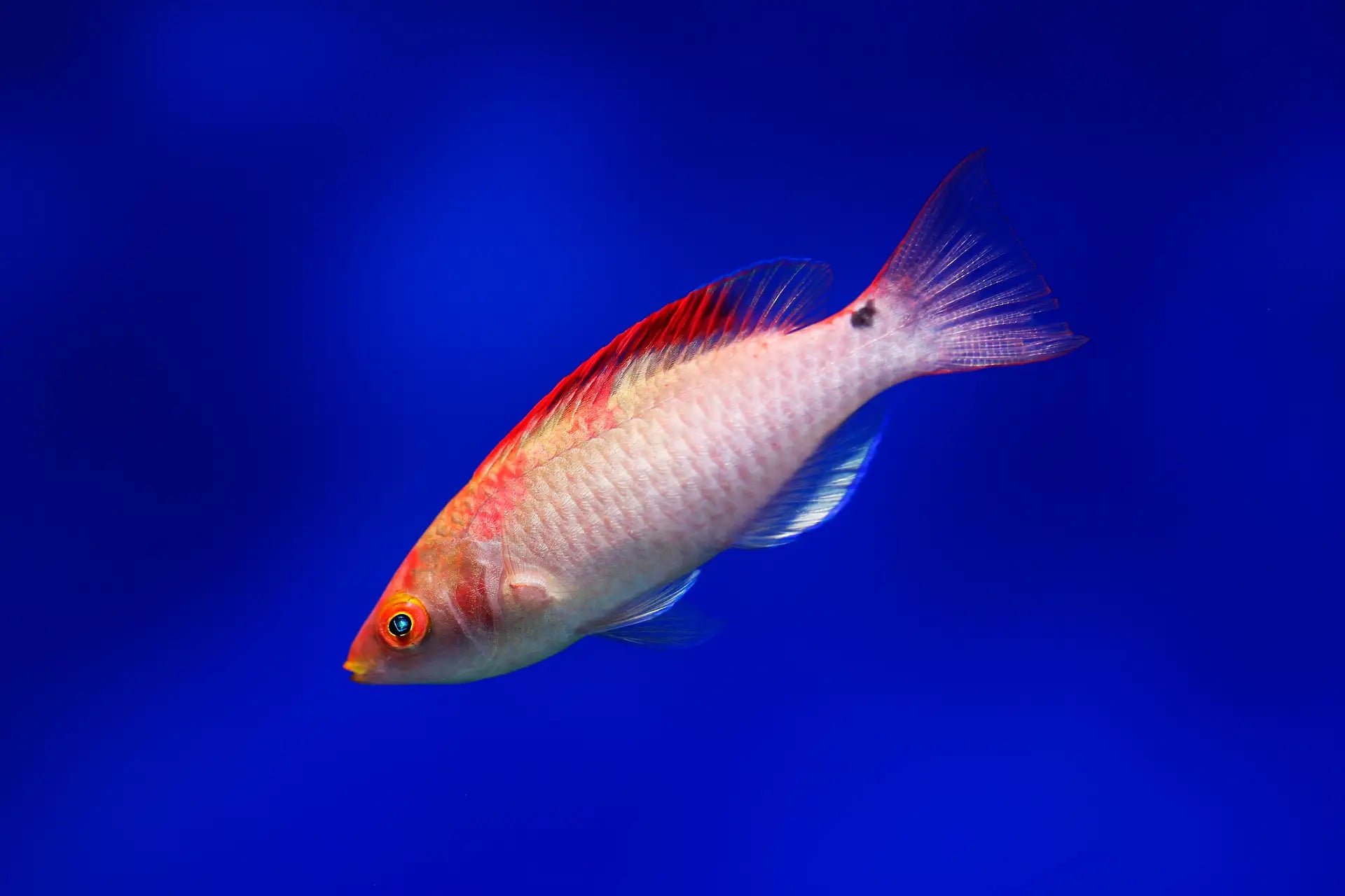 Koi Fairy Wrasse (Cirrhilabrus adornatus )