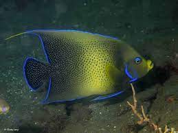 Koran Adult Angel (Pomacanthus semicirculatus)