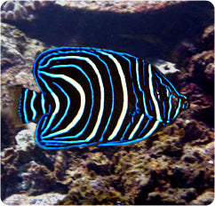 Koran Angel Juvenile (Pomacanthus semicirculatus)