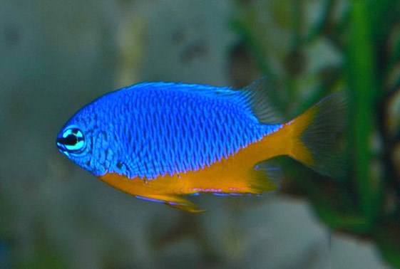 Kupang / Azure Damsel (Chrysiptera hemicyanea)