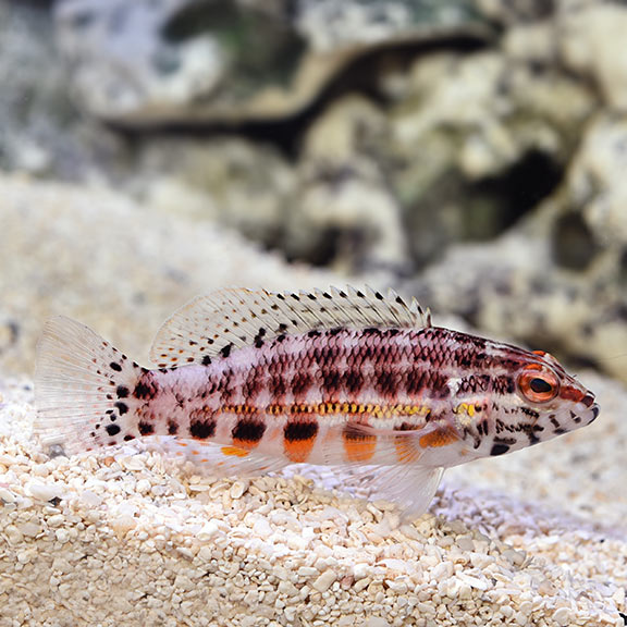 Lantern Basslet (Serranus baldwini)