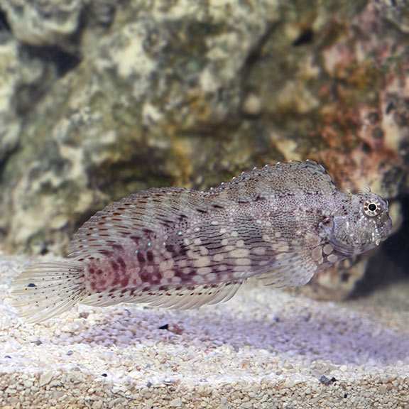 Lawnmower Blenny (Salarias fasciatus)