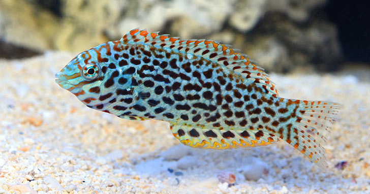 Leopard Wrasse (Macropharyngodon meleagris)