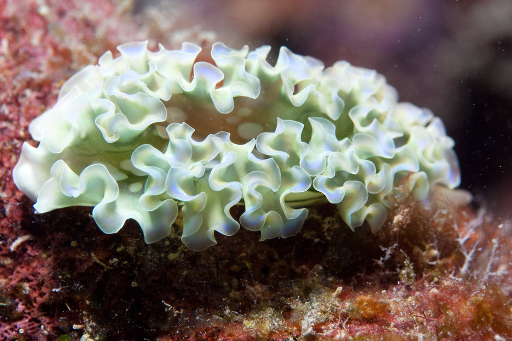 Lettuce Nudibranch (Tridachia crispata)