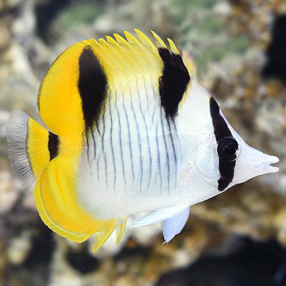 True Falcula Butterfly (Chaetodon falcula)