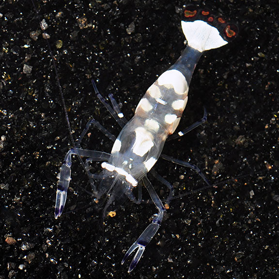 White Spot Anemone Shrimp (Periclimenes brevicarpalis)