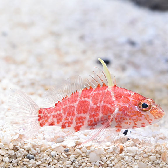 Geometric Pixie Hawk (Plectranthias inermis)