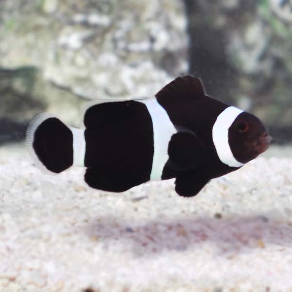 Black and White Clownfish (Amphiprion ocellaris)