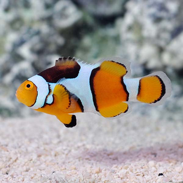 True Percula Clownfish (Amphiprion percula)