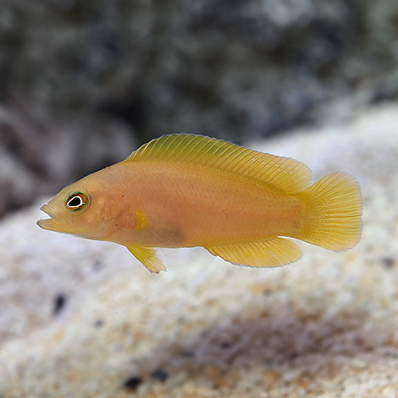 Yellow Dottyback (Pseudochromis fuscus)
