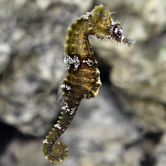 Lined Seahorse (Hippocampus erectus)