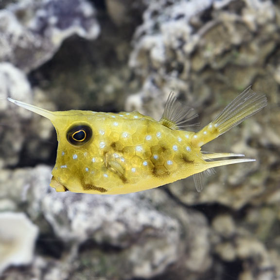 Longhorn Cowfish (Lactoria cornuta)