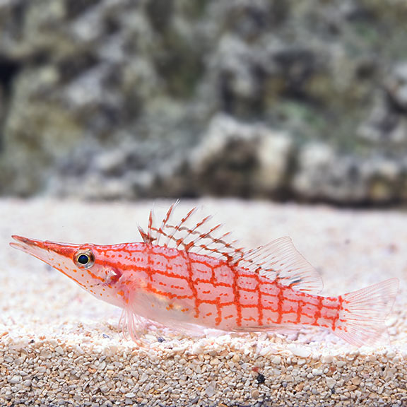 Longnose Hawk (Oxycirrhites typus)