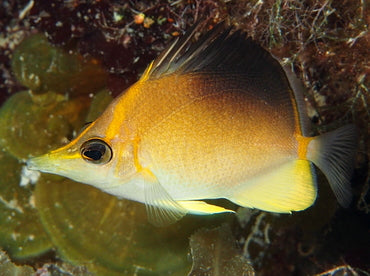 Longsnout Atlantic Butterfly (Prognathodes aculeatus)