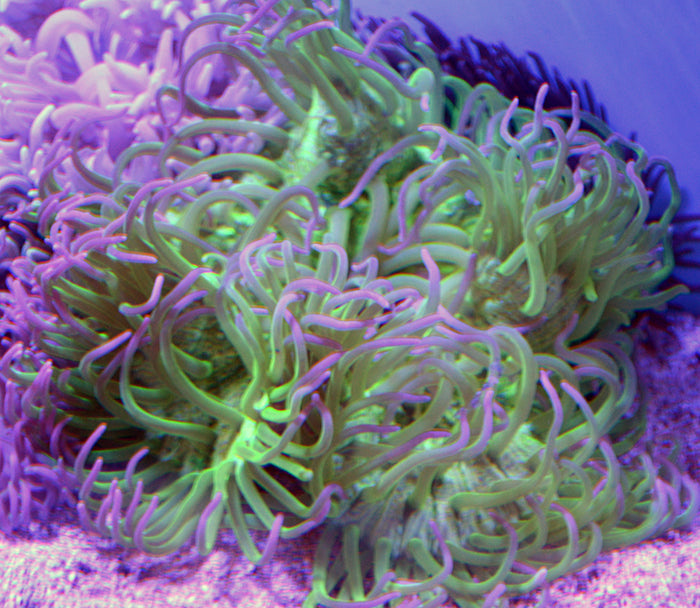 Green Long Tentacle Anemone (Macrodactyla doreensis)