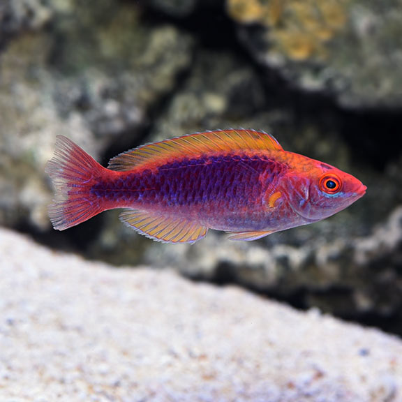 Lubbock's Fairy Wrasse (Cirrhilabrus lubbocki)