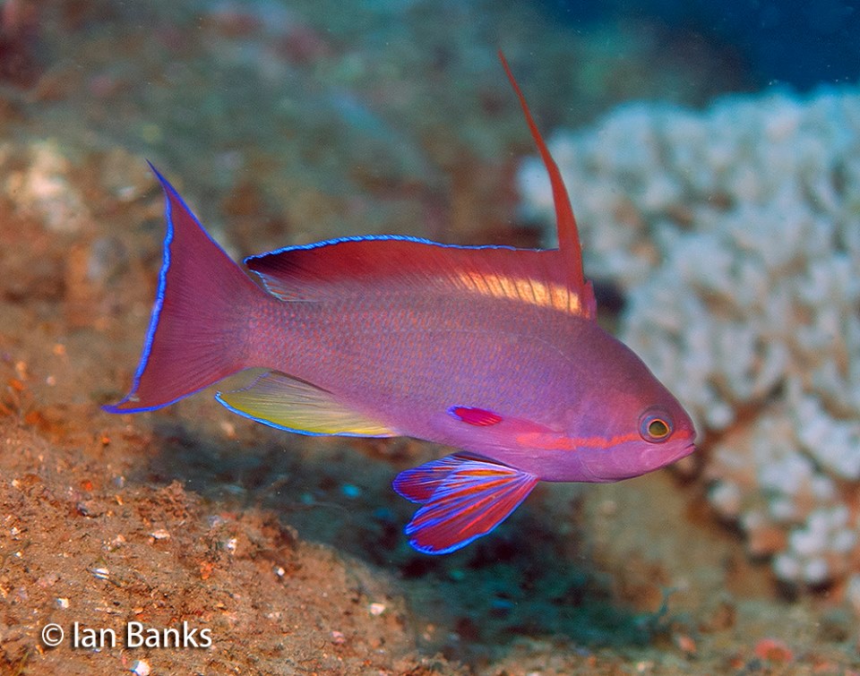 Lyretail Anthia Red Breast Male (Pseudanthias squamipinnis)
