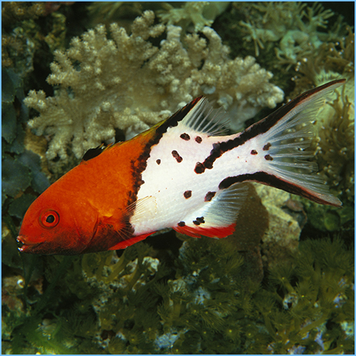 Lyretail Hogfish (Bodianus anthioides)