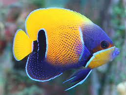 Majestic/Blue Girdled Angel (Pomacanthus navarchus)