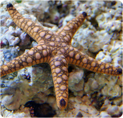 Marble Tile Starfish (Fromia monilis)